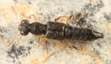 Stenus sp.