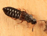 Anotylus sp.