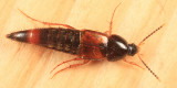 Bolitobius cingulatus