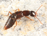 Erichsonius brachycephalus