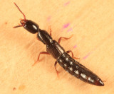 Xantholinus linearis
