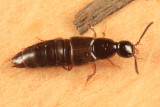 Philonthus sericans