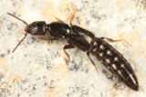 Gyrohypnus fracticornis