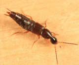 Philonthus flumineus