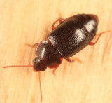 Olophrum obtectum