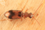 Notoxus desertus