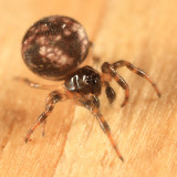 Ray Spiders - Theridiosomatidae