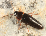 Tachinus corticinus