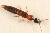 Neohypnus hamatus