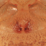 Ozyptila distans (epigyne)