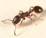 Leptothorax sp. (worker)