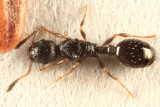 Leptothorax sp. (queen)