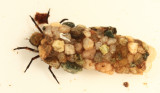 Neophylax oligius