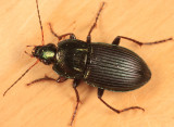 Poecilus lucublandus