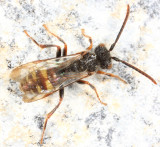 Nomada bella