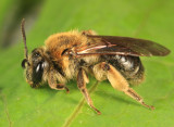 Andrena rugosa