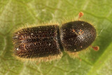 Pityokteines sparsus