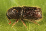 Pityokteines sparsus