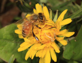 Honey Bee - Apis mellifera