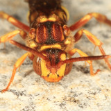 Nomada luteoloides