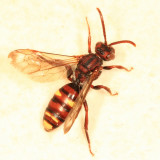 Nomada gracilis