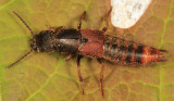 Platydracus cinnamopterus