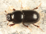 Aphodius granarius