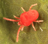 Trombidiidae - Trombidium sp.