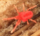 Trombidiidae - Trombidium sp.