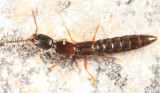 Stictolinus flavipes