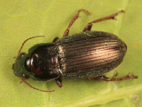 Harpalus affinis