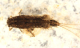 Eurylophella verisimilis