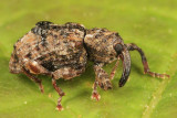 Plum Curculio - Conotrachelus nenuphar