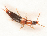 Heterothops fusculus