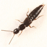 Gabrius picipennis