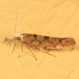 2435 - Argyresthia alternatella