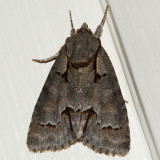 9214 - Acronicta falcula