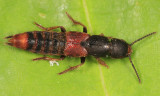 Platydracus cinnamopterus