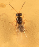 Gall Wasp