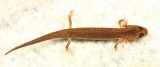 Northern Two-lined Salamander - Eurycea bislineata (immature)