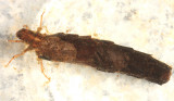 Ironoquia parvula