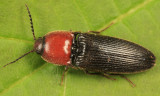 Ampedus rubricollis (formerly Ampedus verticinus)