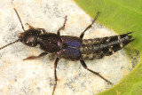 Platydracus violaceus