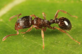 Immigrant Pavement Ant - Tetramorium immigrans