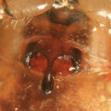 Hammock Spider - Pityohyphantes costatus (female epigyne)