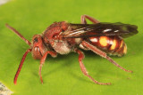 Nomada maculata