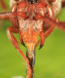 Nomada maculata