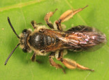 Andrena crataegi