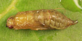 Hydropsychidae (pupa)