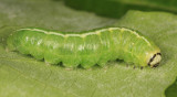 9555 - Even-lined Sallow - Ipimorpha pleonectusa